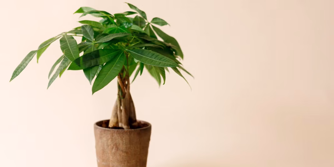 money-tree-plant-royalty-free-image-1726508639