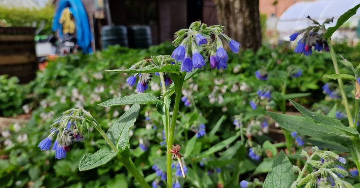 Comfrey Ointment