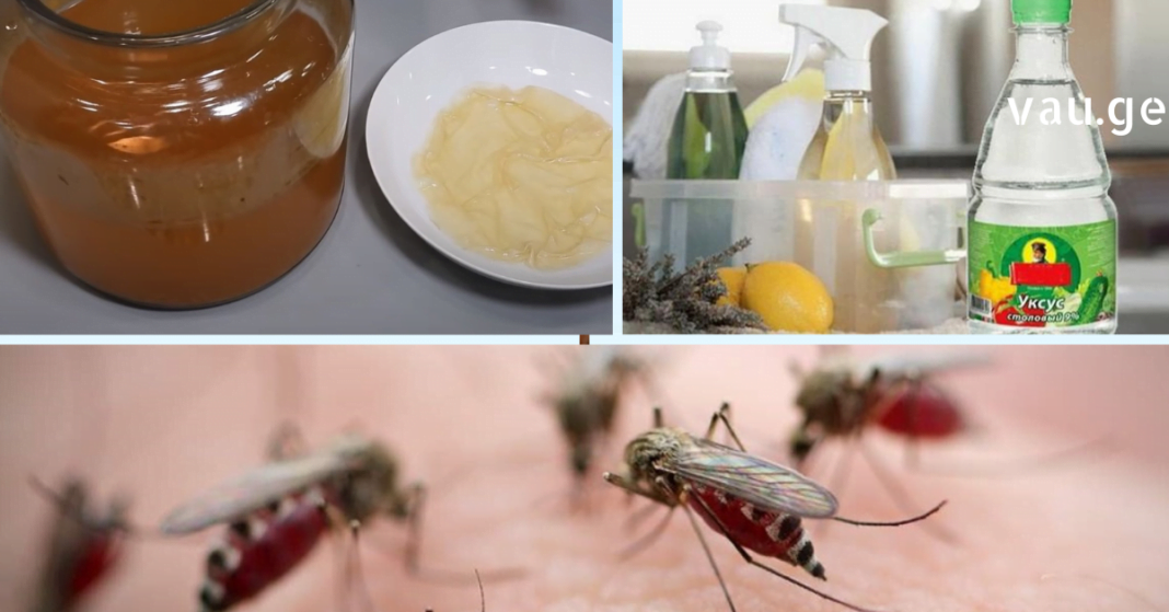 karabadini karabadini