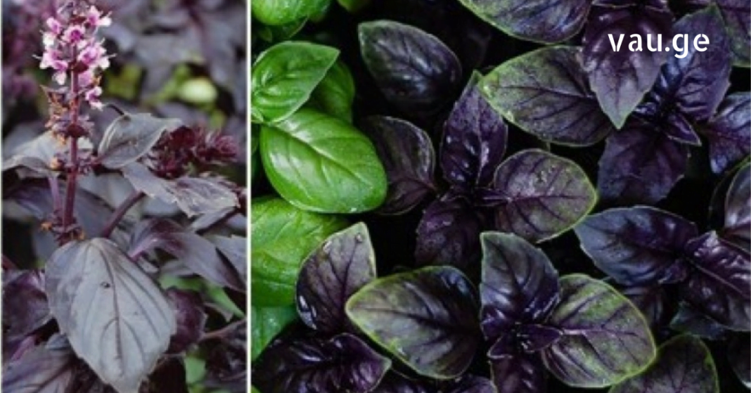 karabadini karabadini