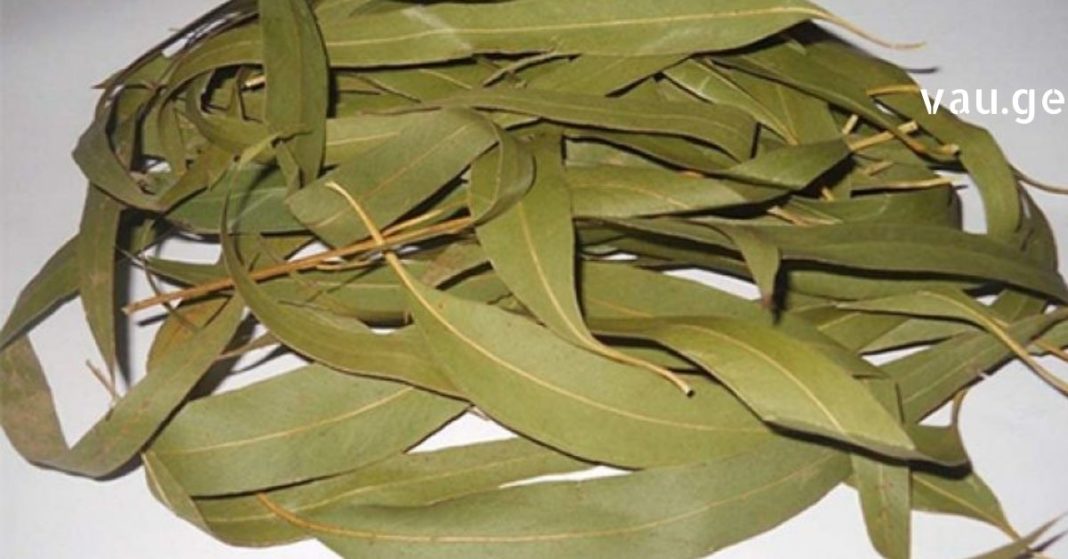 karabadini karabadini