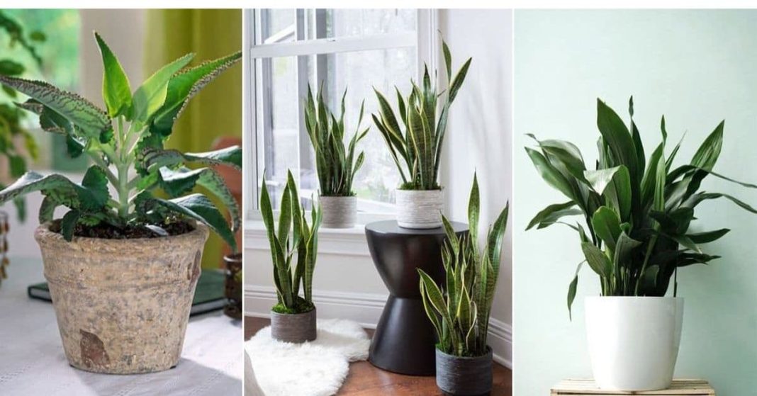 ana xalxuri (10) (1)