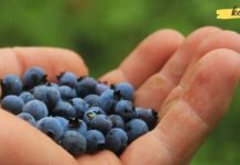 The simplest recipe to lower blood sugar levels! A very easy, accessible, and effective remedy!